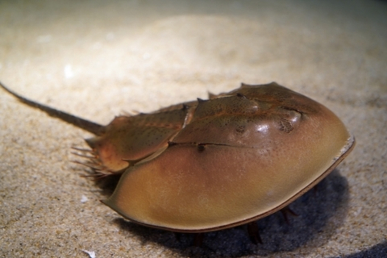 カブトガニに関する雑学！ - 面白雑学・豆知識ブログ！