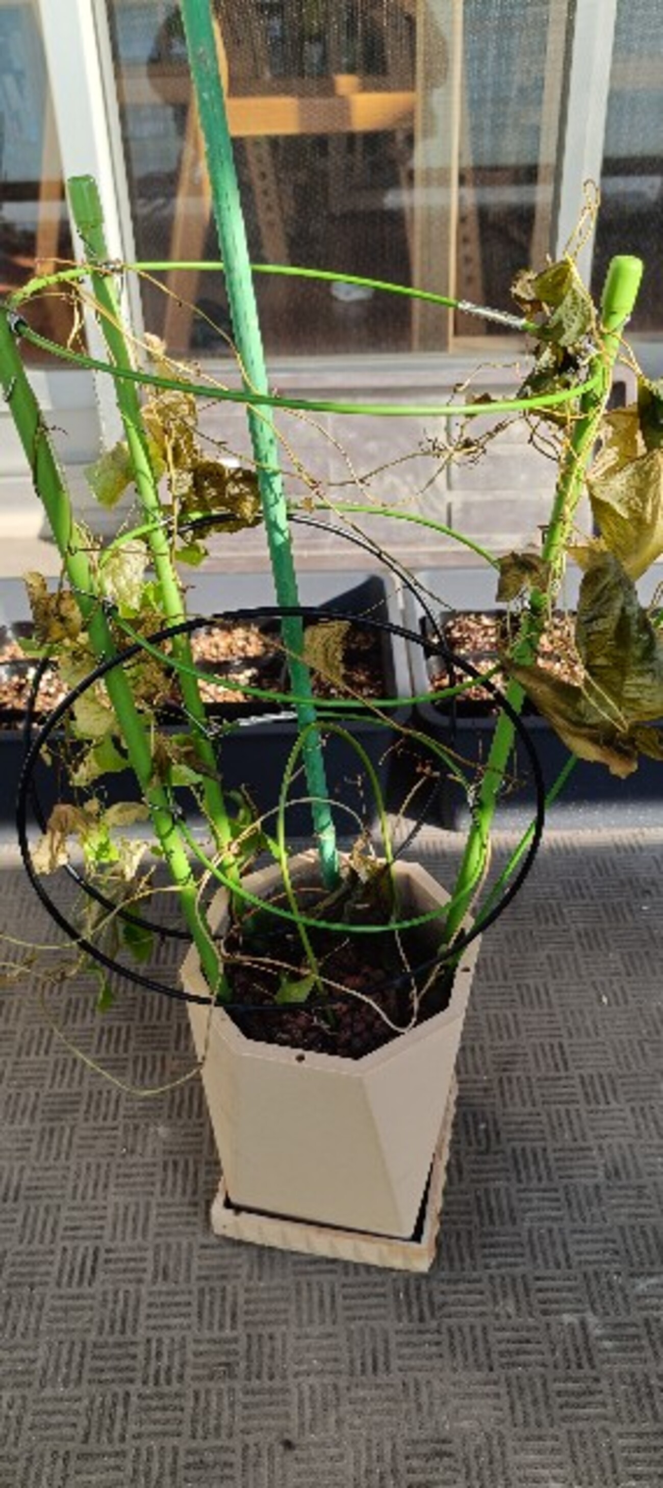 メキシコ亀甲竜の休眠 - NEW PLANTS EXPERIMENTS