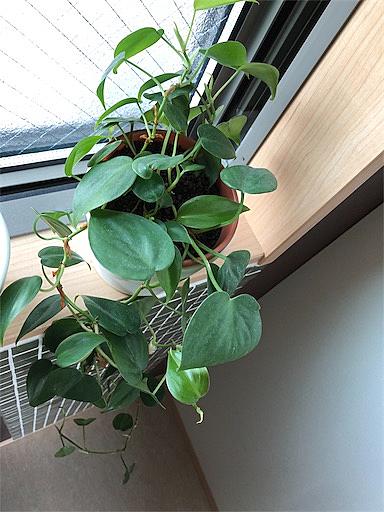 赤玉土とは 一般の人気 最新記事を集めました はてな 赤玉土とは 一般の人気 最新記事を集めました はてな