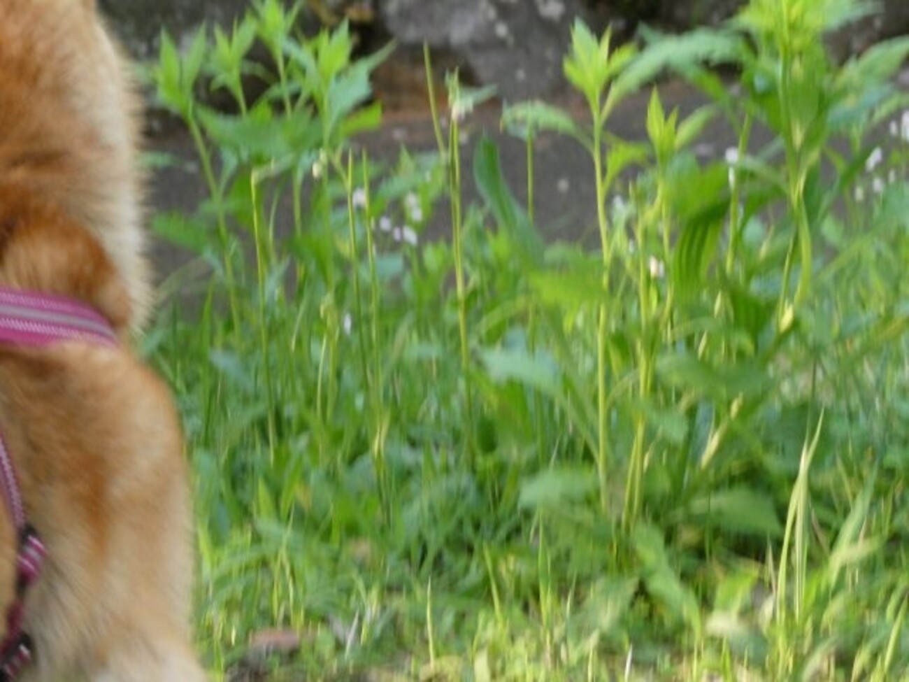 柴犬・空海くん　獲物を狙う　鋭い眼光！？　じゃない　カモカモ - 山が好きかも…横浜・スイート♪ハッピー☆シャイン！