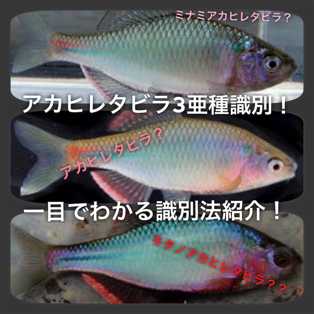 アカヒレタビラ3亜種識別！ミナミもキタも一目でわかる識別法紹介 - た 