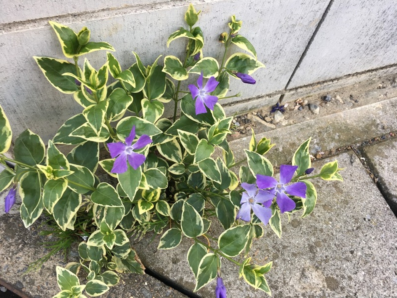 ドブの脇から花が…!! たくましいツルニチニチソウの開花 - ズボラな