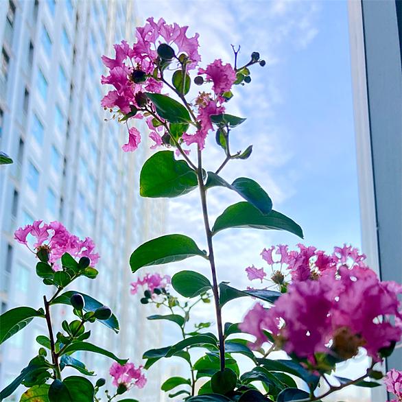 さるすべりとは 動植物の人気 最新記事を集めました はてな