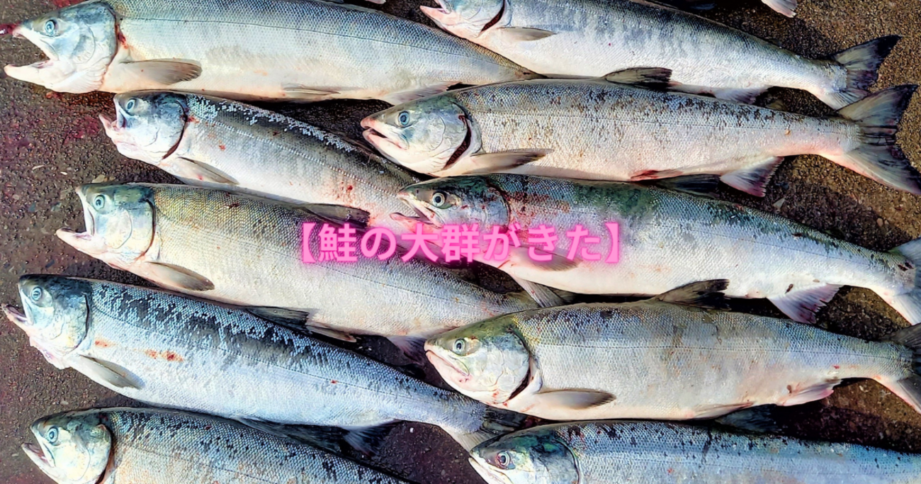 鮭ウキフカセ釣り】ようやくゲットからのアキアジXデー