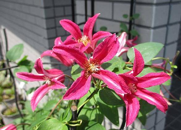 クレマチスとは 動植物の人気 最新記事を集めました はてな クレマチスとは 動植物の人気 最新記事を集めました はてな