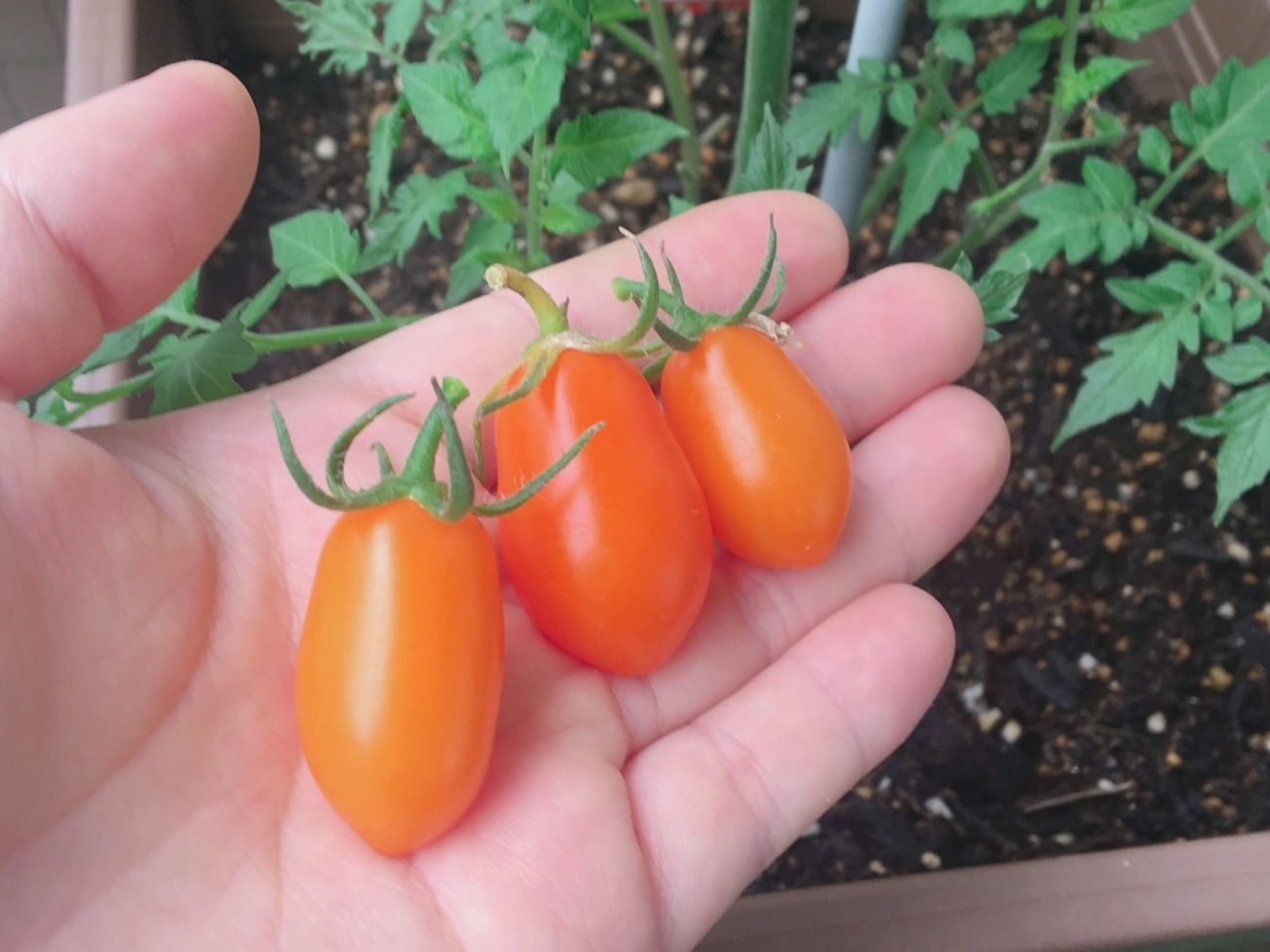 backend=imagemagick;version=1;