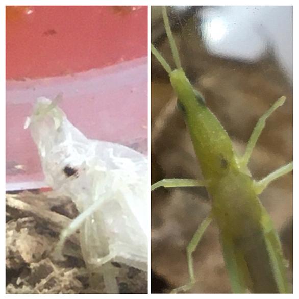 ショウリョウバッタとは 動植物の人気 最新記事を集めました はてな