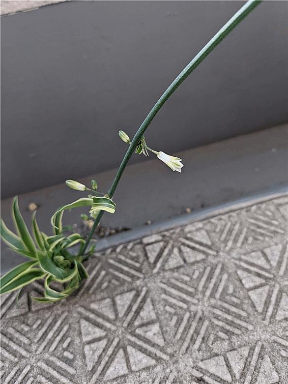 プランターとは 動植物の人気 最新記事を集めました はてな