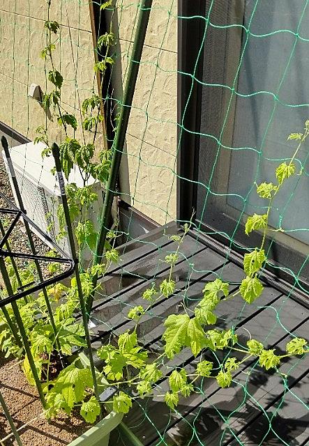 ツルレイシとは 食の人気 最新記事を集めました はてな