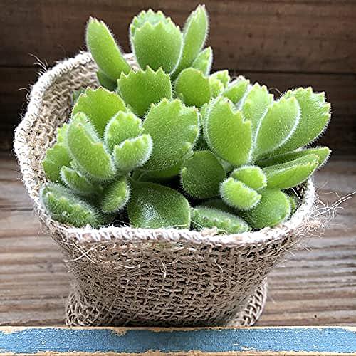 月兎耳とは 動植物の人気 最新記事を集めました はてな