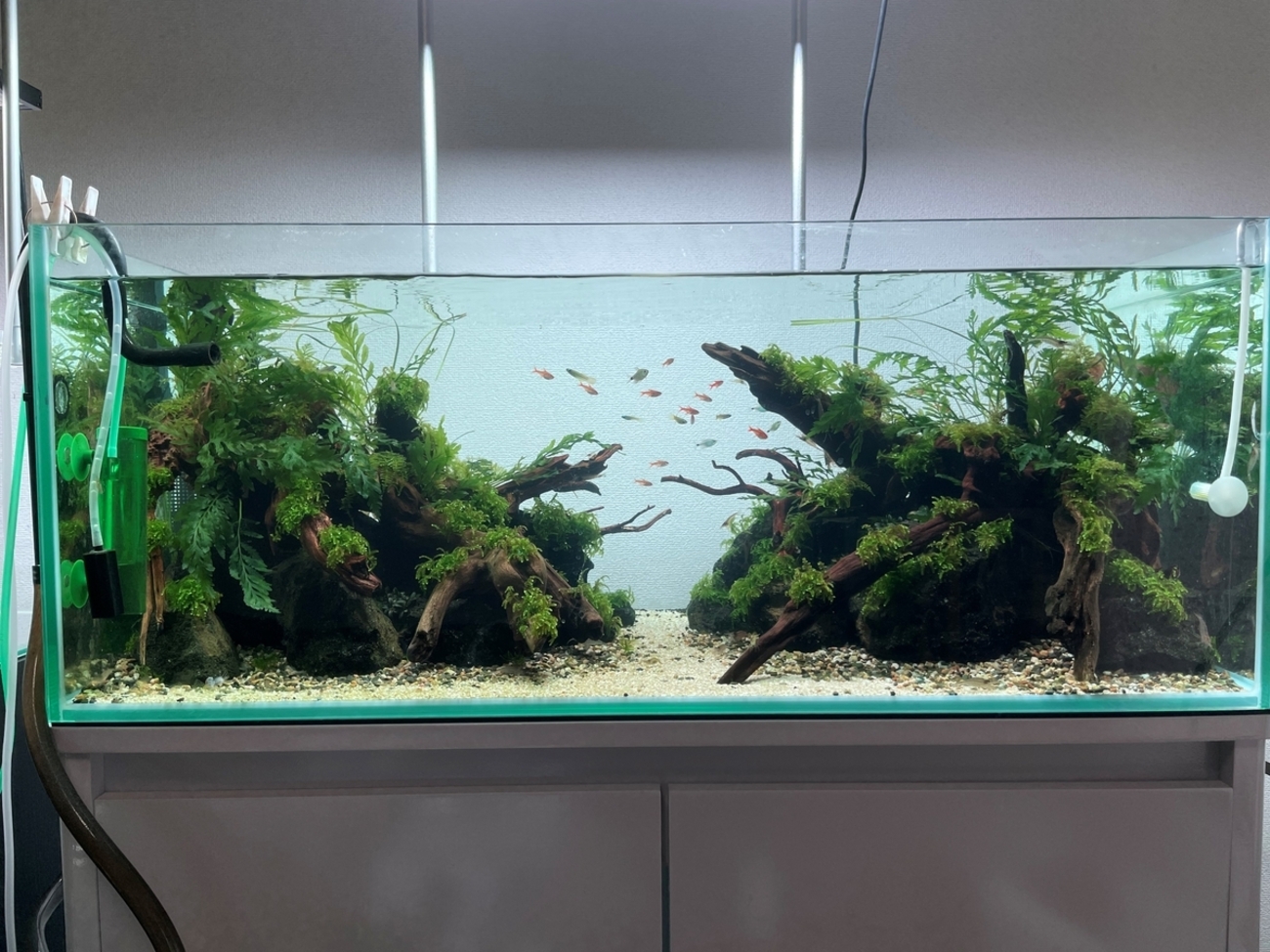 初めて90cm水槽で水草レイアウトを作りました！ - 水景と日常