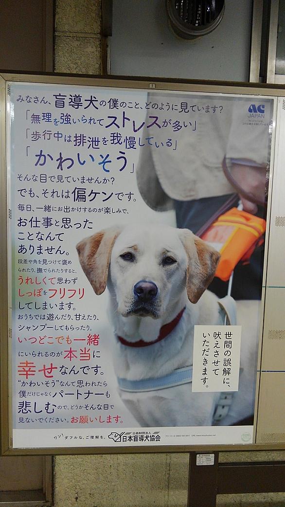 日本盲導犬協会とは 社会の人気 最新記事を集めました はてな 日本盲導犬協会とは 社会の人気 最新記事を集めました はてな
