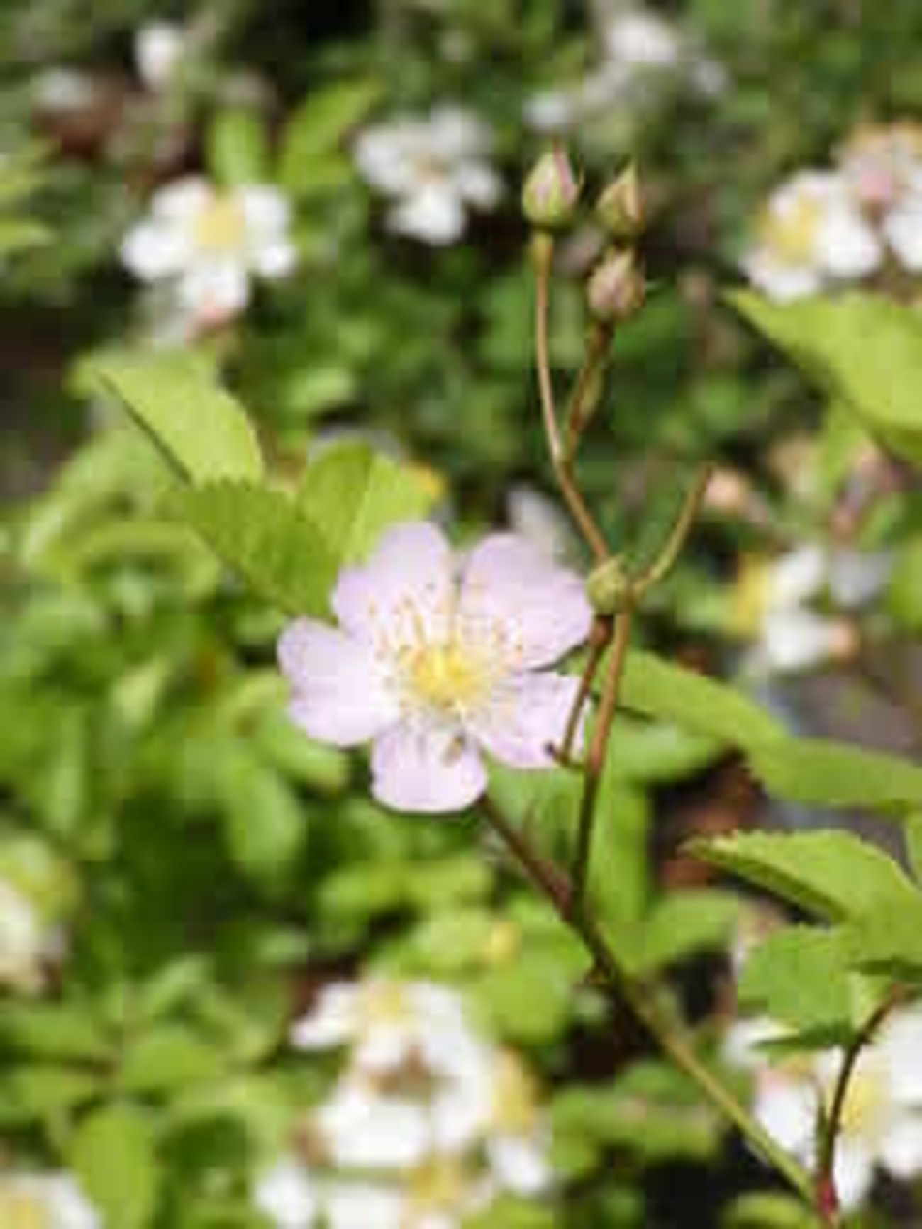 ピンクのノイバラ-2 - 野の花ガーデンblog