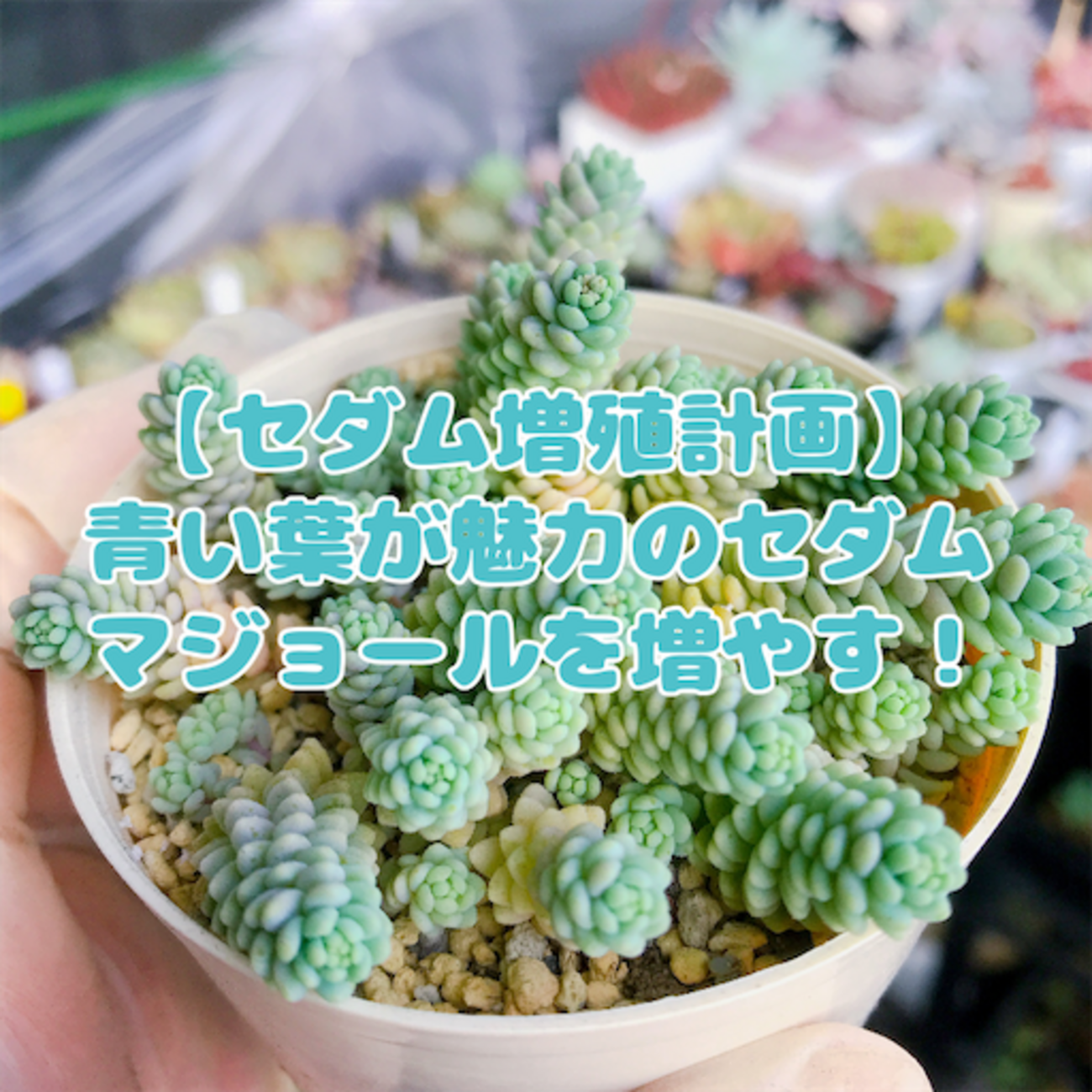 多肉植物ダシフィルム抜き苗セダム