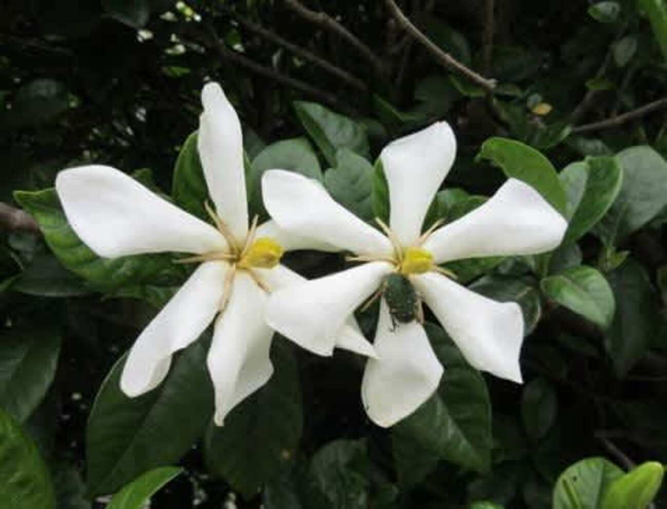 クチナシの花 - とんちゃんの道草日記