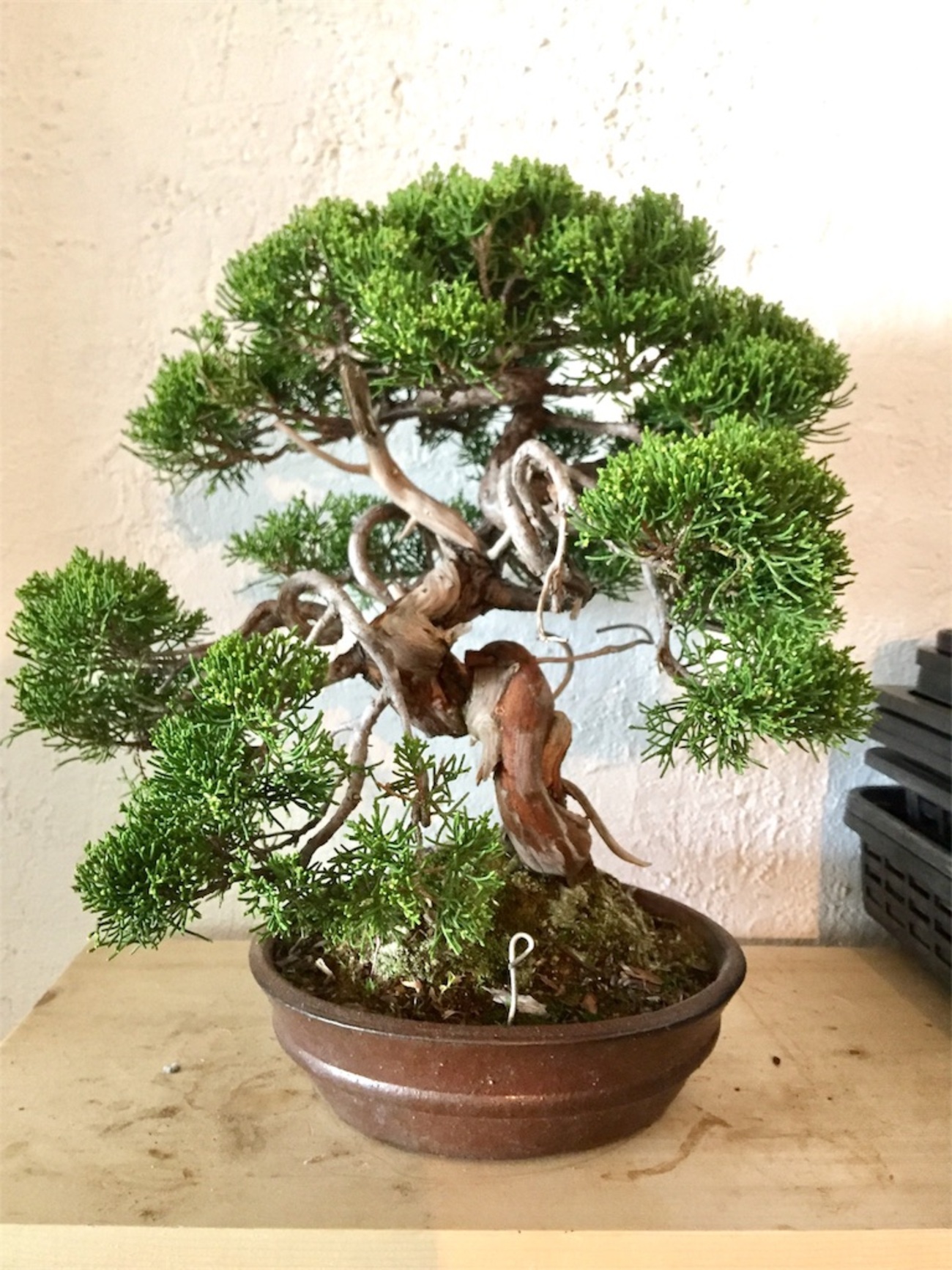 真柏】舎利のお掃除 - BONSAI-LABO（盆栽ラボ）凜 係の者の日記