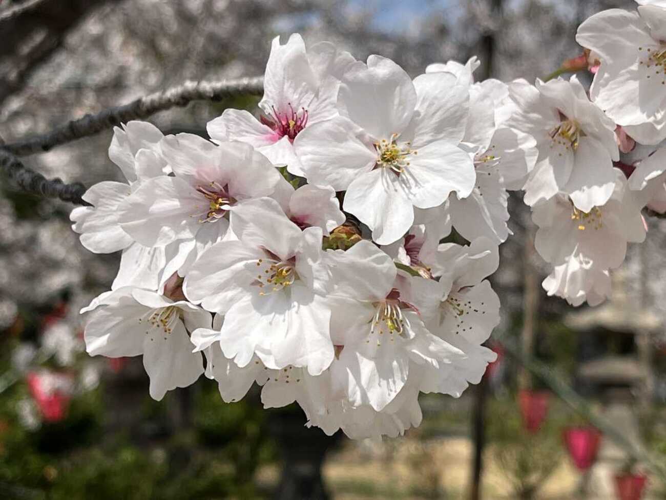 4月2日の土佐稲荷神社の桜 【大阪市西区】20260402 - 散歩と写真（京都