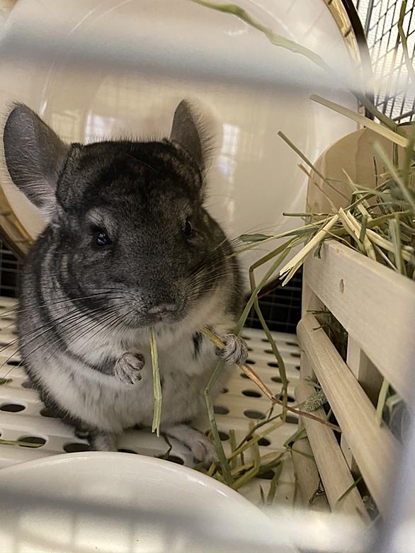 チンチラとは 動植物の人気 最新記事を集めました はてな チンチラとは 動植物の人気 最新記事を集めました はてな