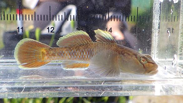 モツゴとは 動植物の人気 最新記事を集めました はてな