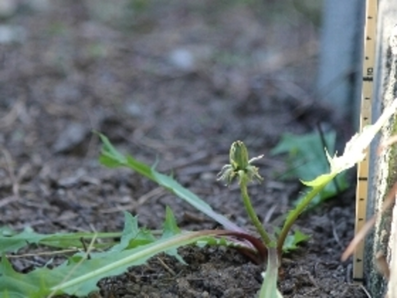 タンポポ観察記録w - 新・ぼちぼち植物などを