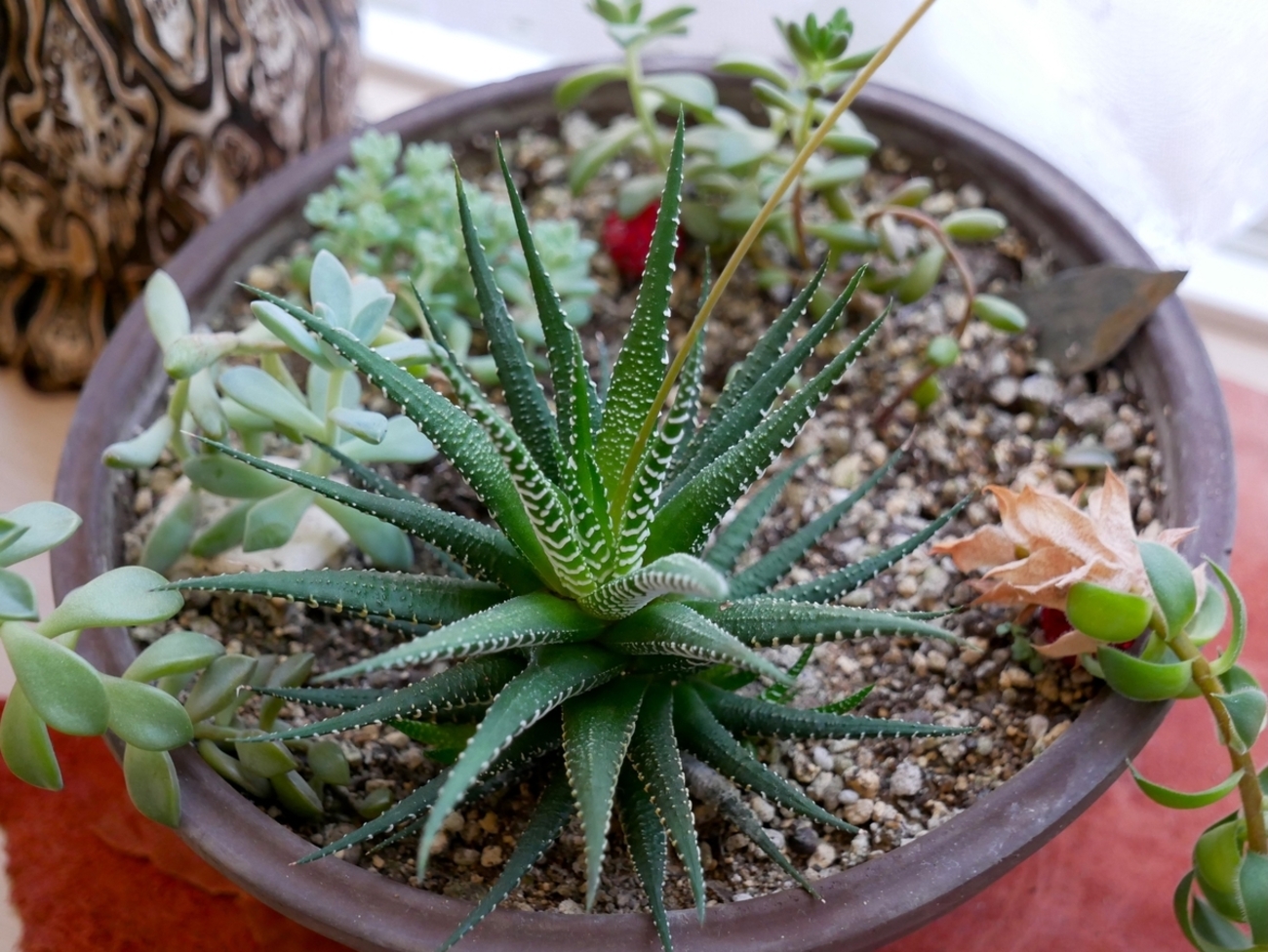 ハオルチア・十二の巻という名前の多肉植物の花が咲きました - YとYの日々