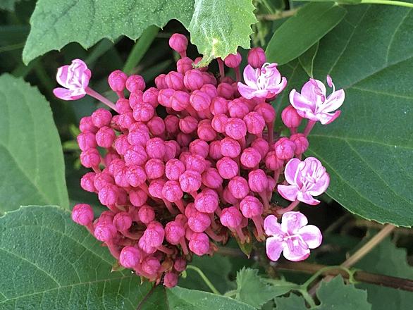 ハツユキソウとは 動植物の人気 最新記事を集めました はてな
