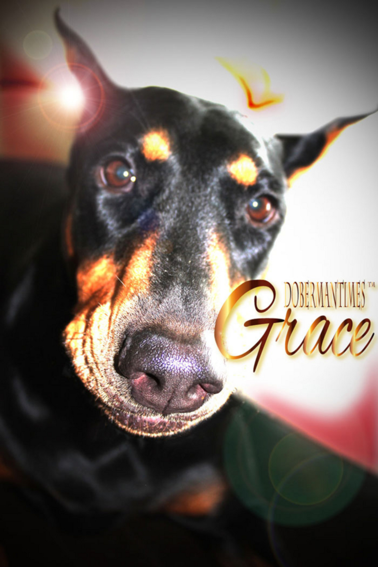 大型犬OKのマンションの見落としがちなこと。 - Doberman