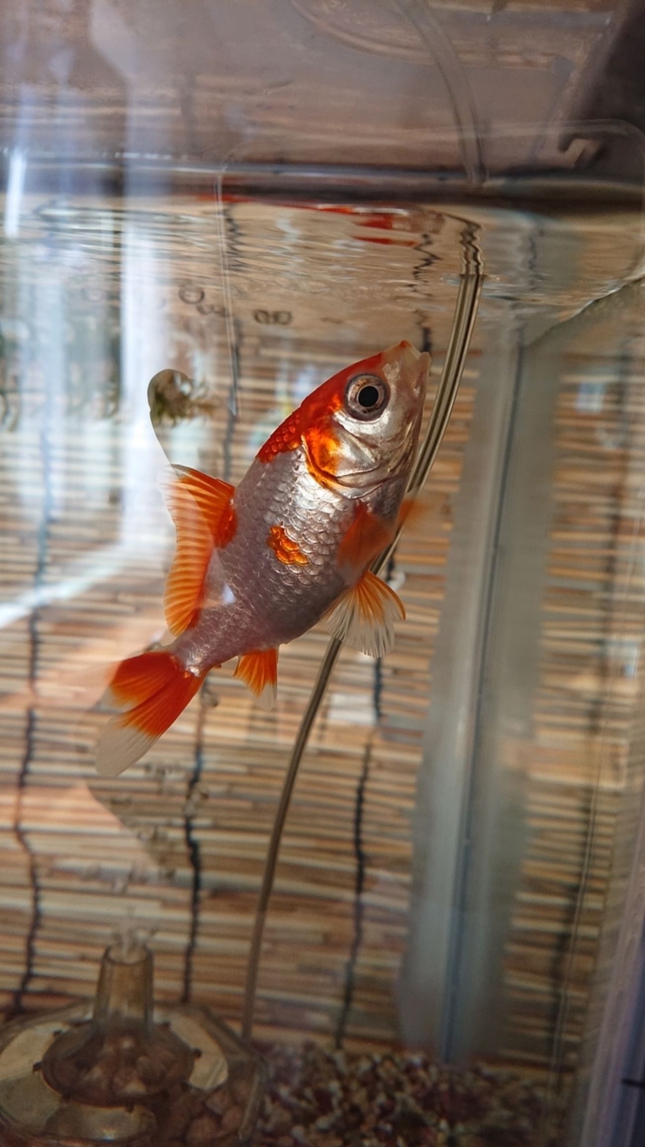金魚のしっぽ 白いモヤが消える - すくい金魚