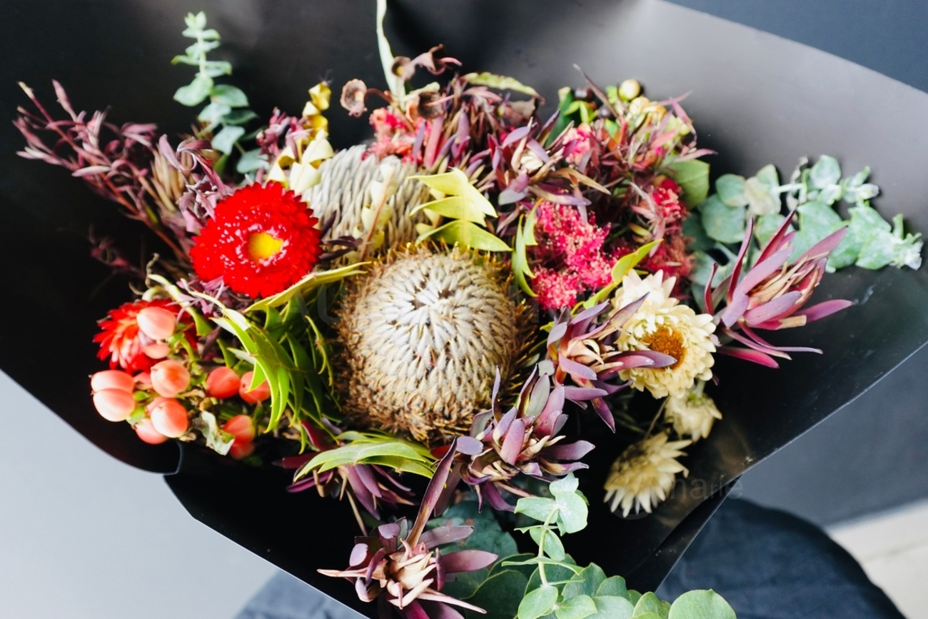 オーストラリア産の花バンクシア オーストラリア生活 ブリスベン生活