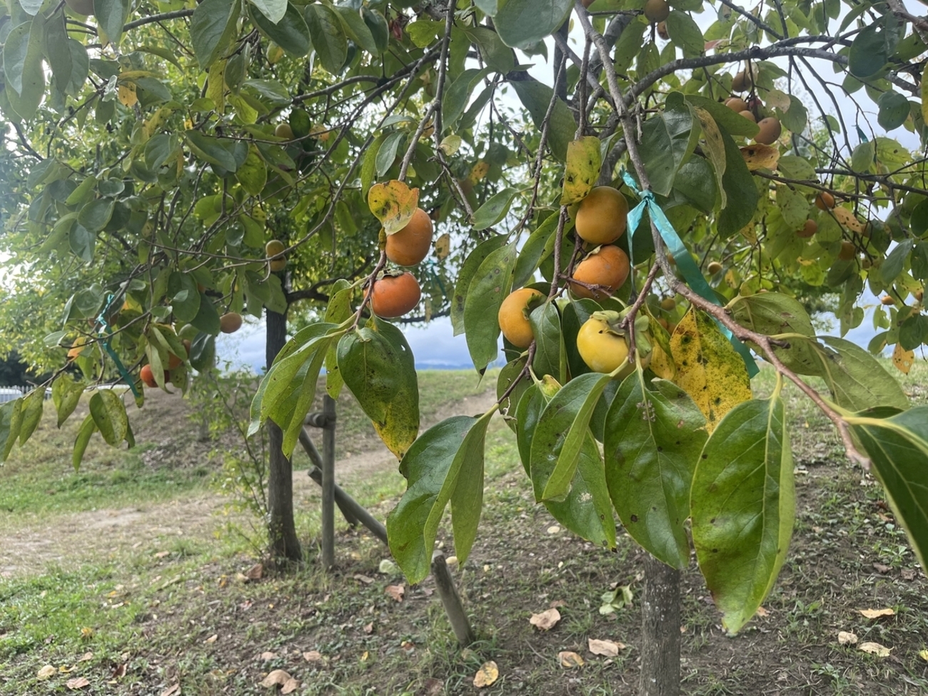 虹の丘こども園のブログ新着記事