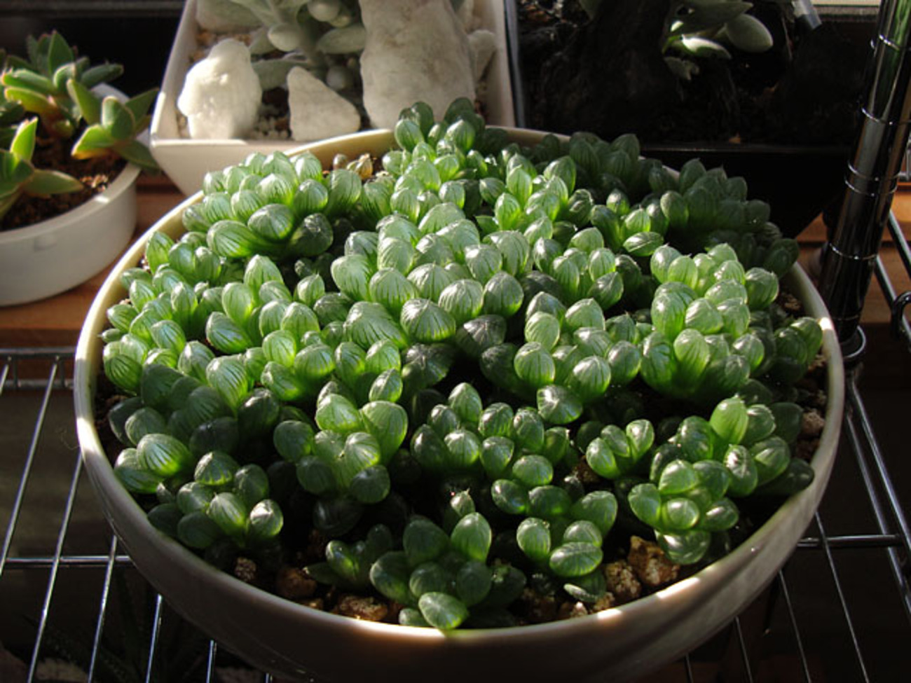 オブツーサが綺麗になってきました - 石と多肉植物