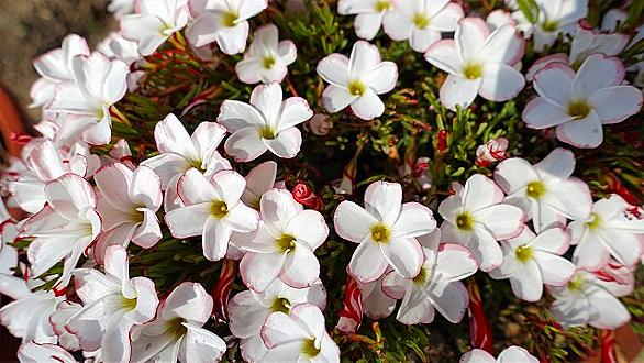 オキザリスとは 動植物の人気 最新記事を集めました はてな