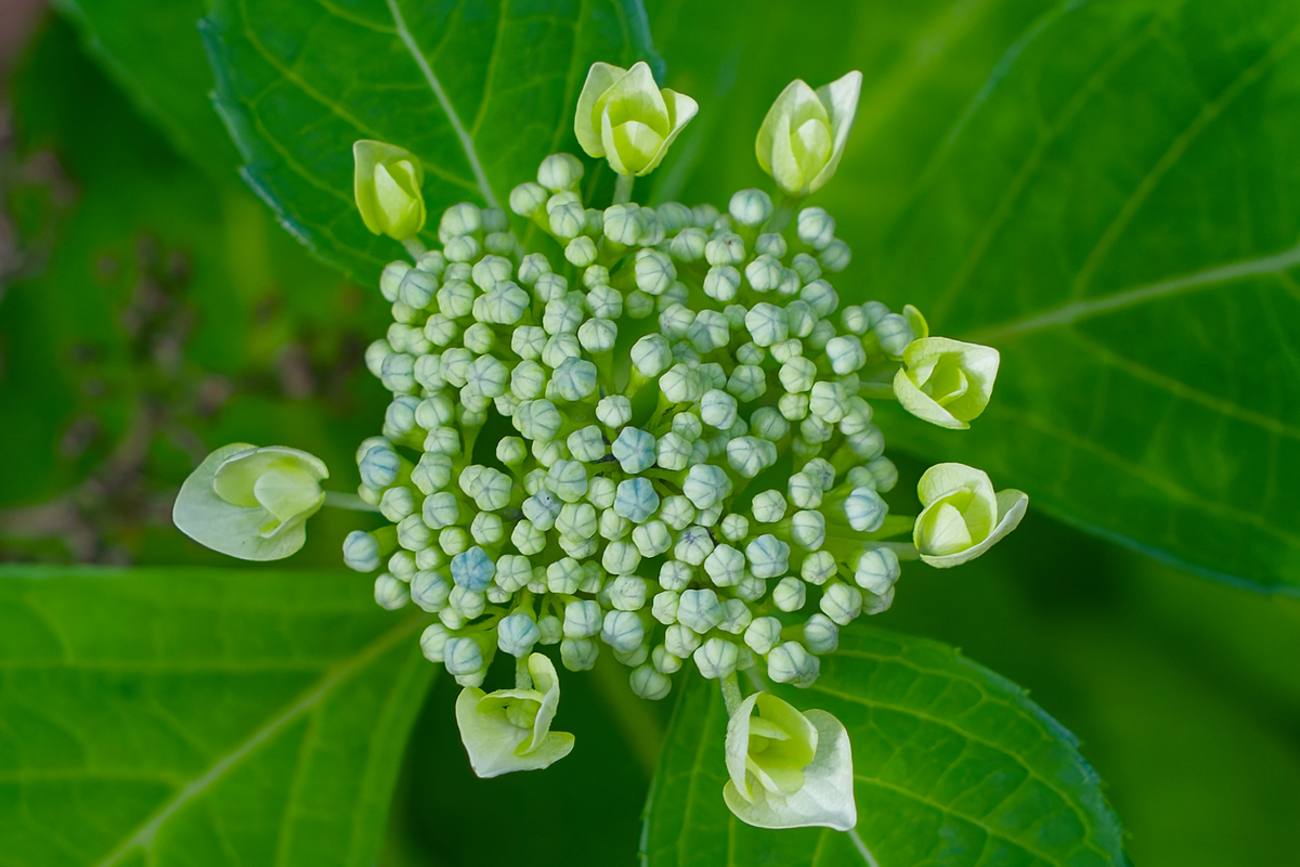 Photo - Insect camera
