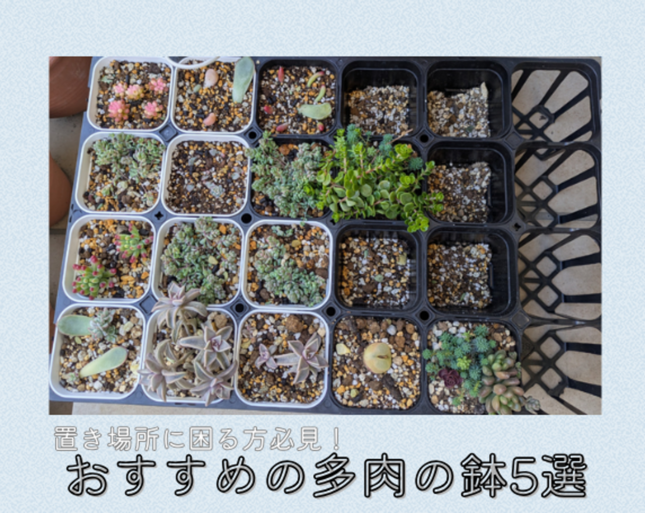 多肉植物の鉢おすすめ5選！プレステラ×システムトレーで管理効率がプロ 