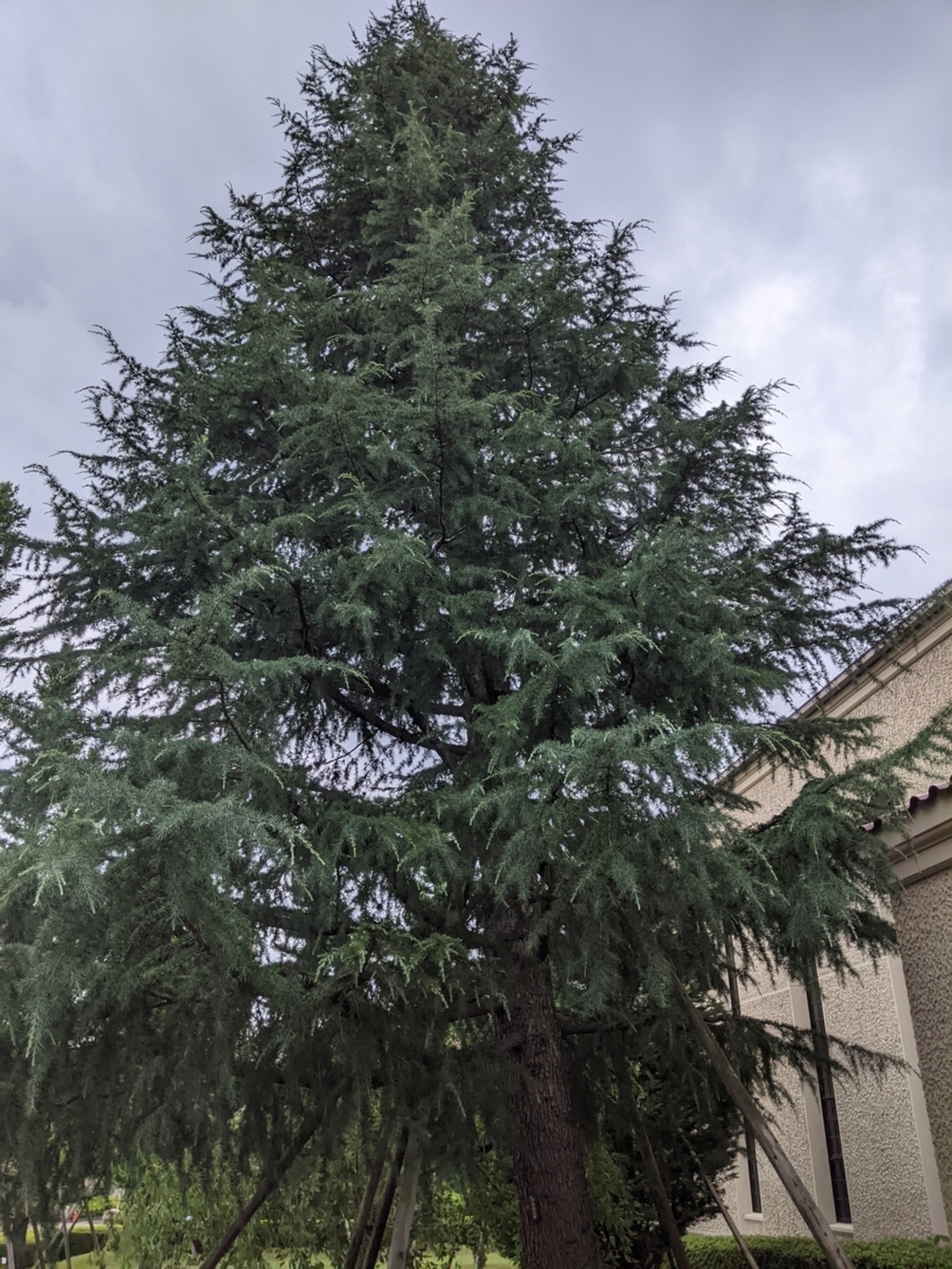 学生生活の記憶（789）：ヒマラヤスギ（喜馬拉邪杉）-Cedrus deodara