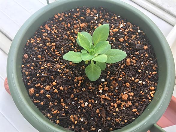 花芽とは 動植物の人気 最新記事を集めました はてな