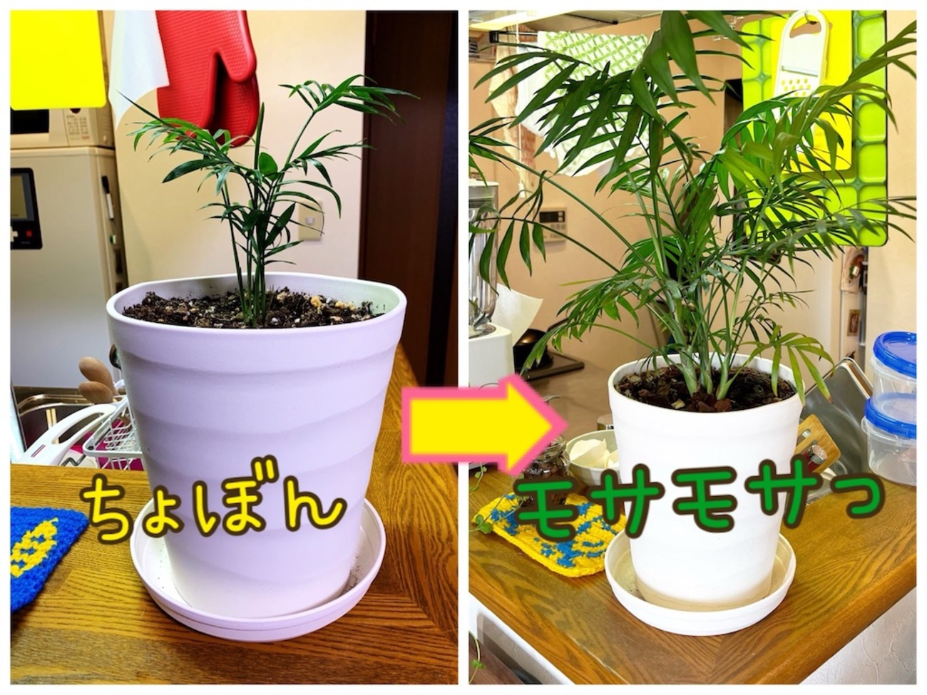 ダイソー 観葉 植物