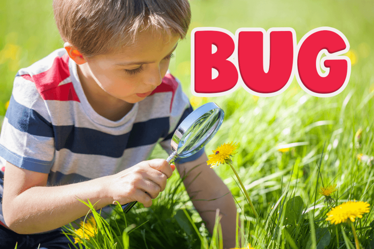 小さい虫って英語でなんていう？insect、wormとの違いや虫の単語、bugの他の意味も含めて紹介します！ - ネイティブキャンプ英会話ブログ |  英会話の豆知識や情報満載