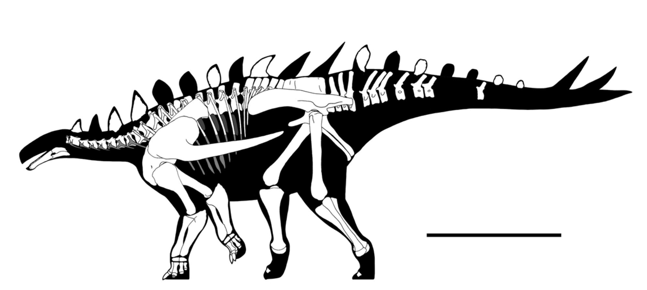 恐竜模型 背中の棘付き 約30cm 41D2JuvClzL.jpg_BO30,255,255,