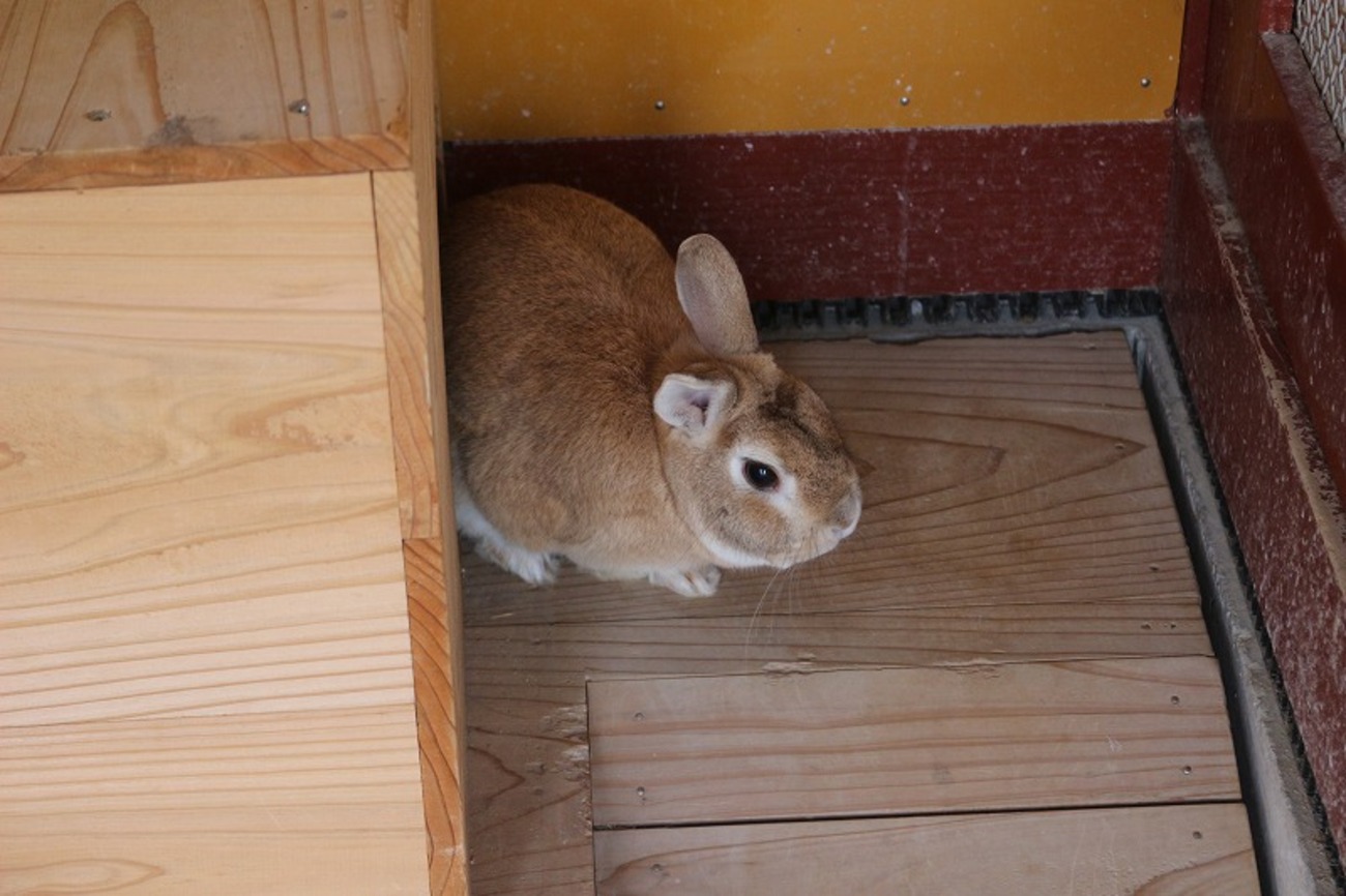 うさぎ小屋の引継ぎ式 5年生→4年生に！ - chuoes's blog