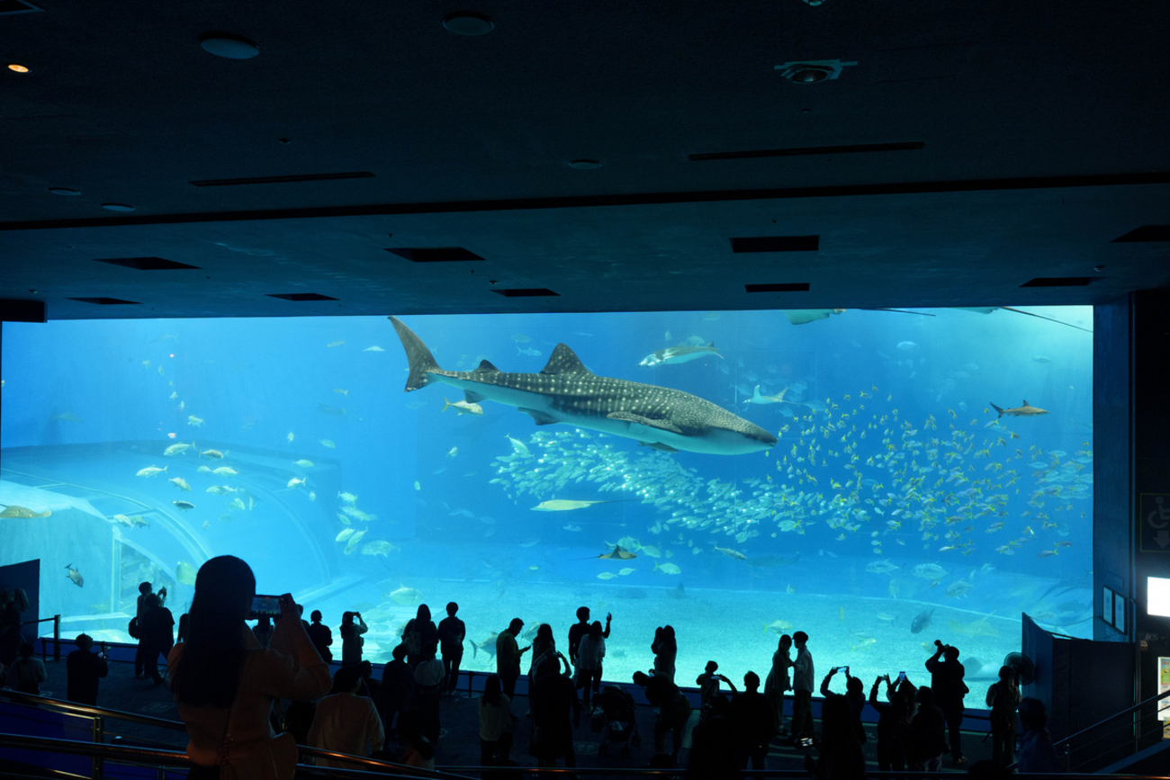 ジンベエザメを見てきました 〜沖縄・美ら海水族館 - 気ままな日常