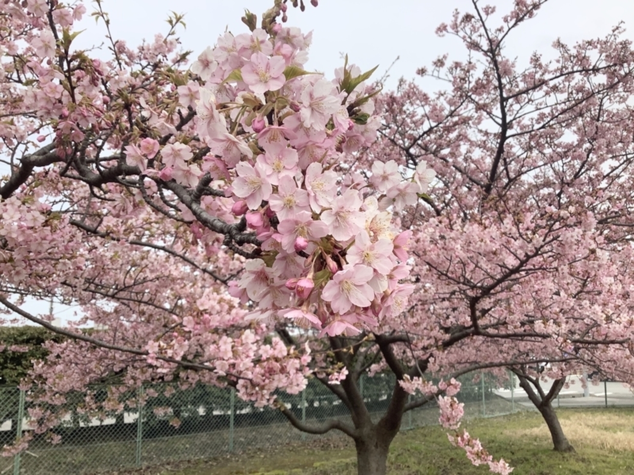 backend=imagemagick;version=1;