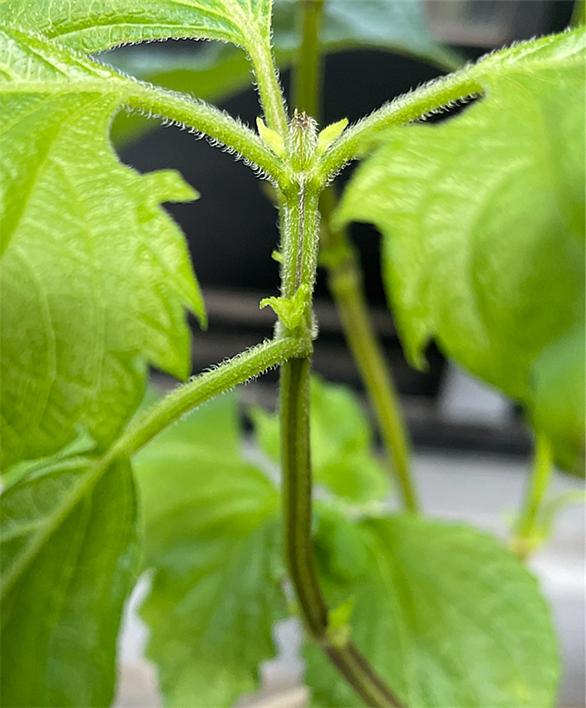 摘心とは 動植物の人気 最新記事を集めました はてな