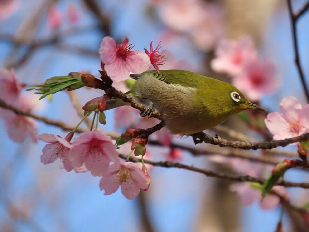 早咲きの桜とメジロちゃん - 庭先の四季