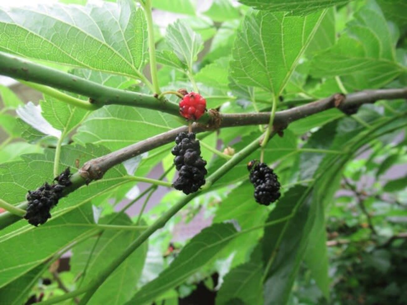 桑の実を食べてみる - 水無月より