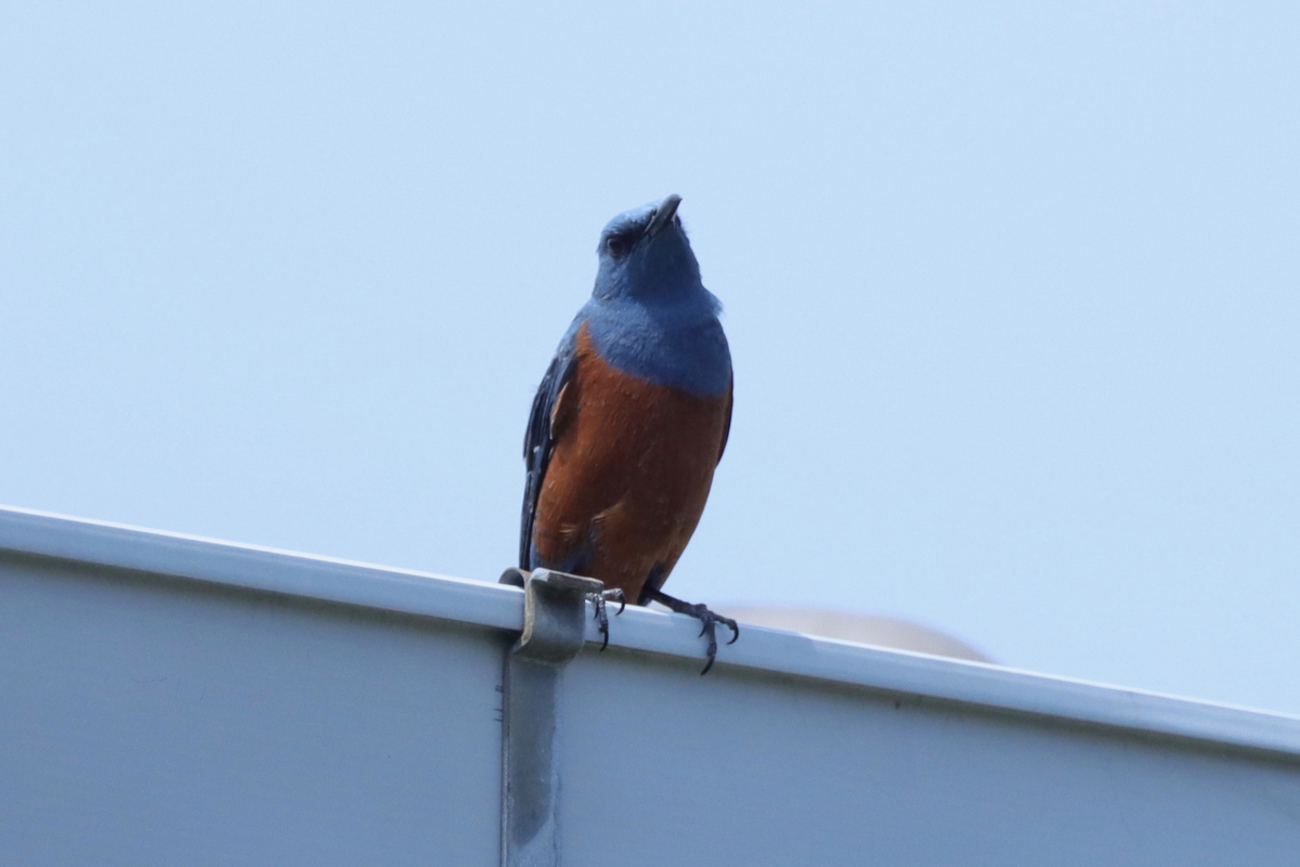 幸せの青い鳥・イソヒヨドリ - ちひさき鳥日記
