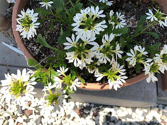 ブルーファンフラワーとは 動植物の人気 最新記事を集めました はてな