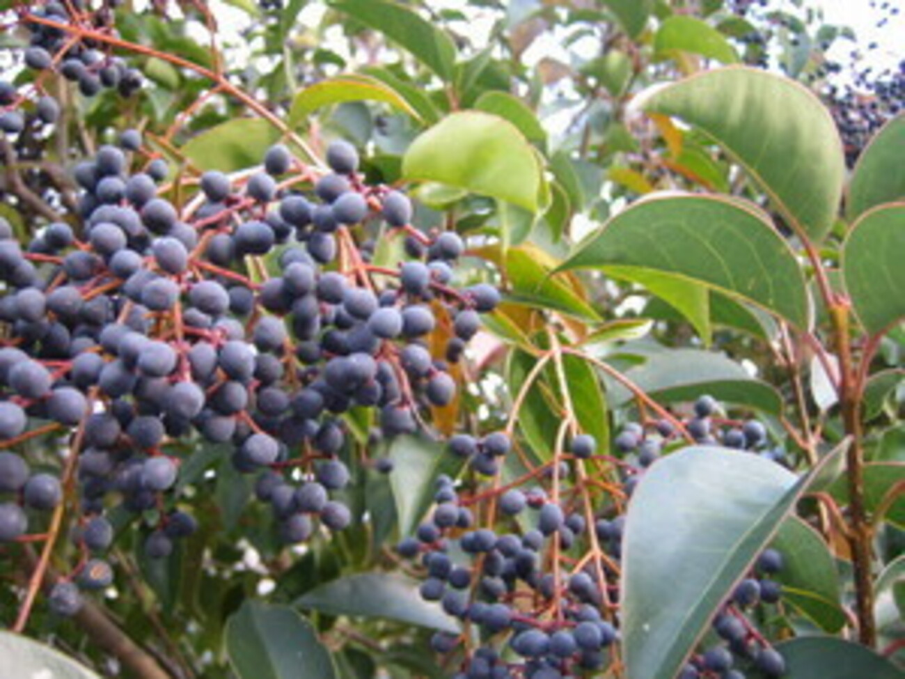 backend=imagemagick;version=1;