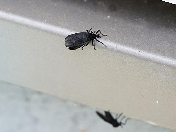 クロバネキノコバエとは 動植物の人気 最新記事を集めました はてな クロバネキノコバエとは 動植物の人気 最新記事を集めました はてな