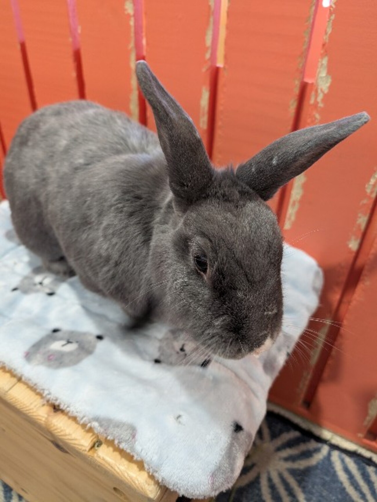 バンクーバーのうさぎカフェに行ってみた -The Bunny Cafe- - カナダで